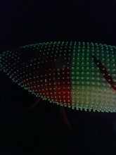 Captain 3028 Kalamar Zokası 8cm Toto Zogga Glow Deri Kaplama